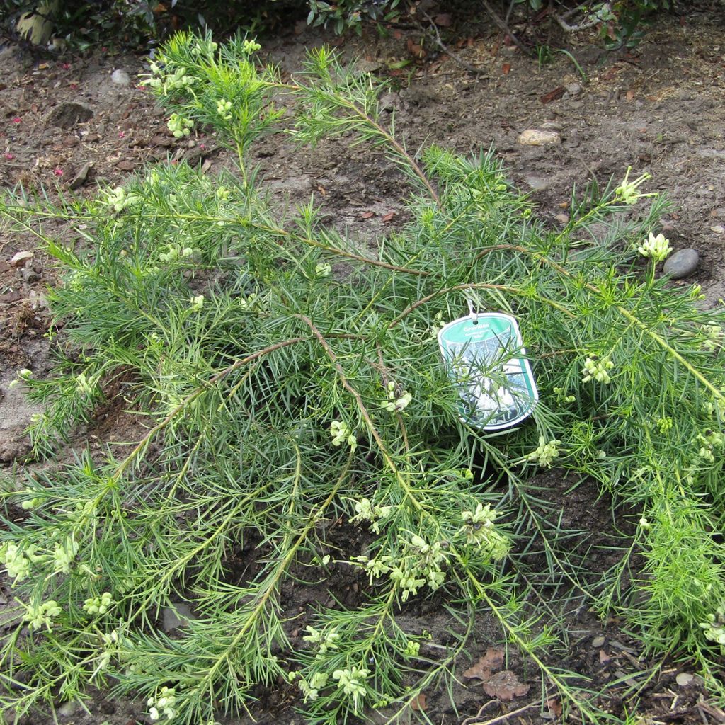 Grevillea gracilis Alba - Silbereiche