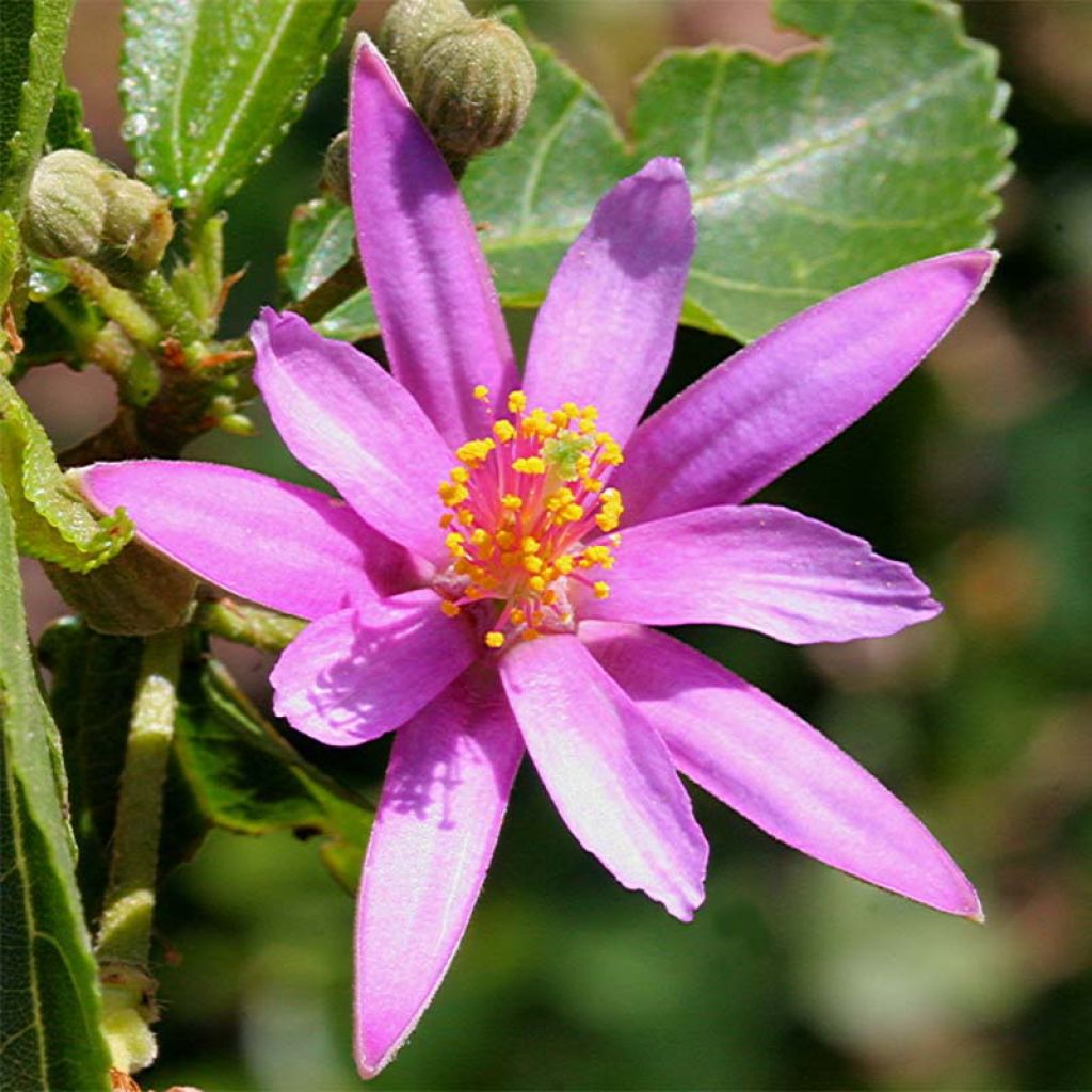 Grewia occidentalis - Lavendel-Sternblüte