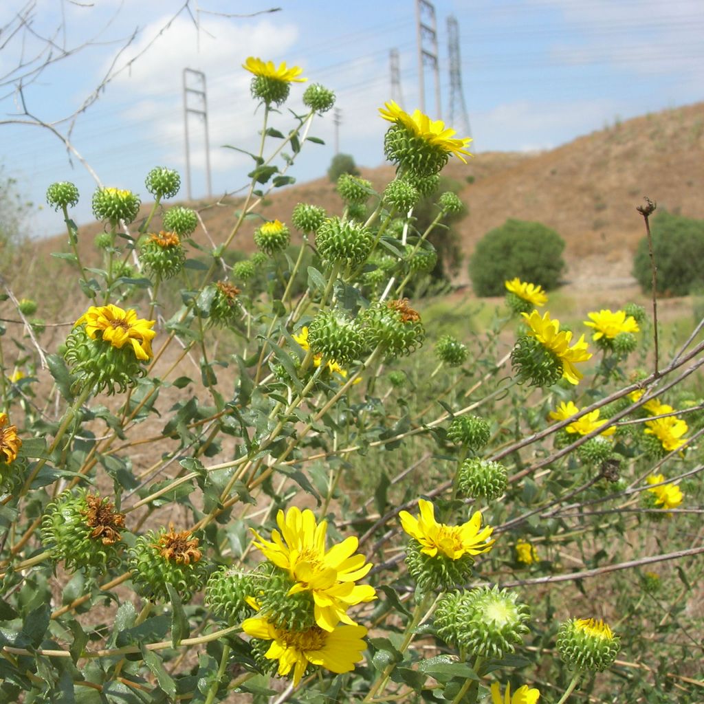 Grindelia camporum