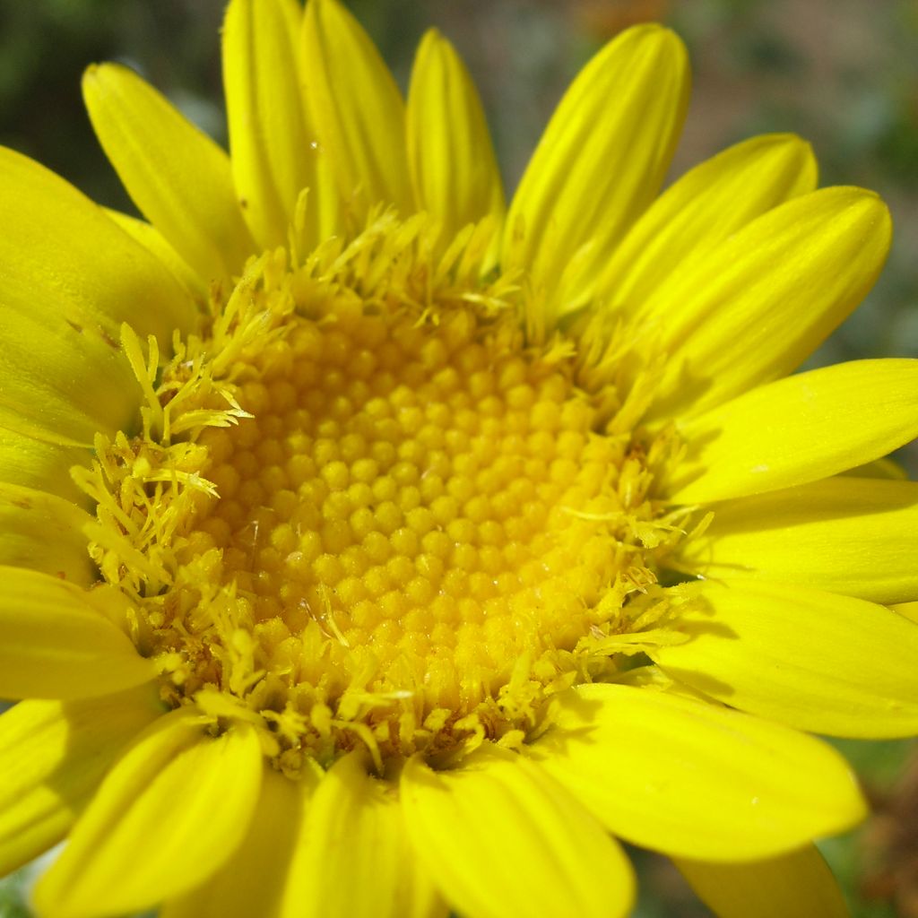 Grindelia camporum