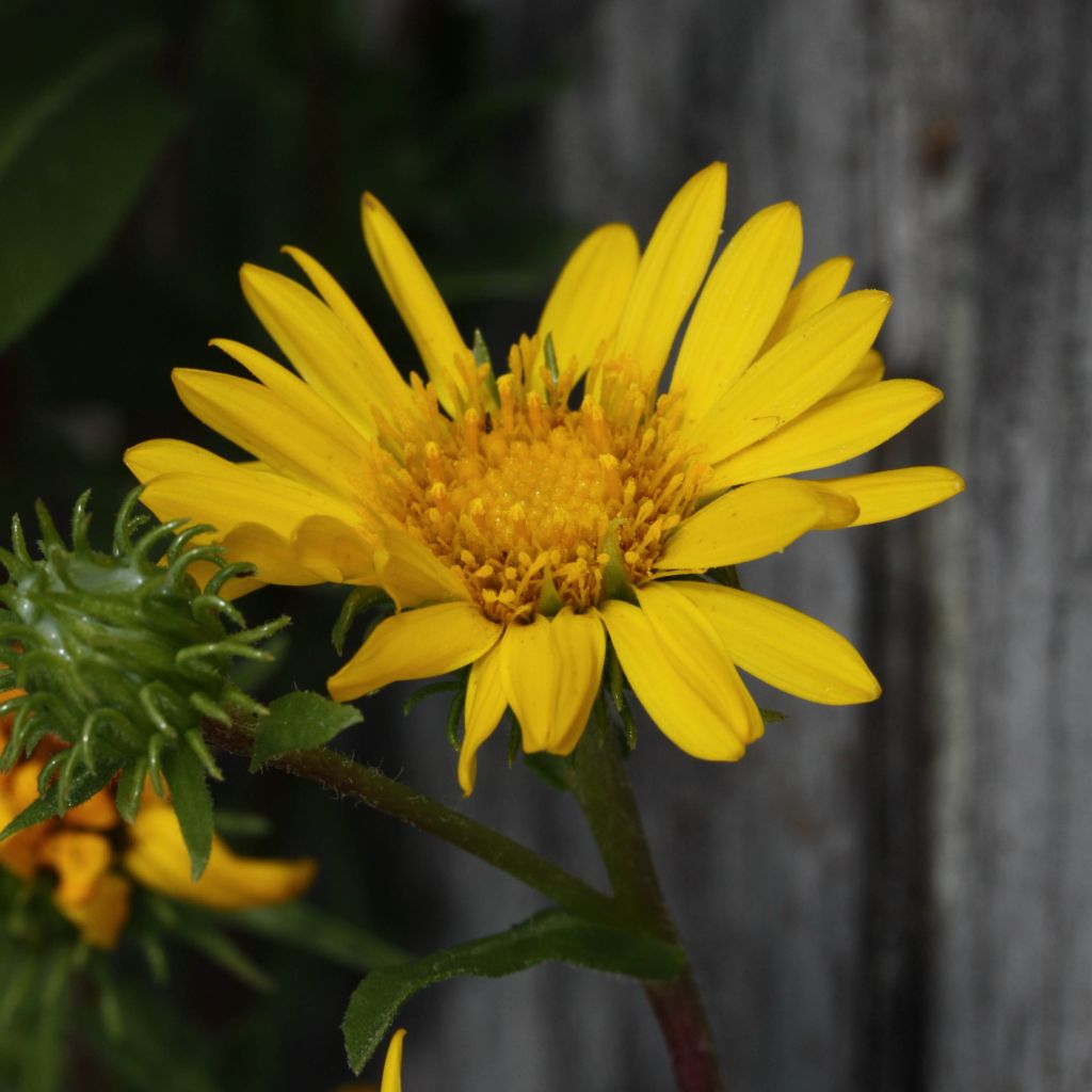 Grindelia integrifolia