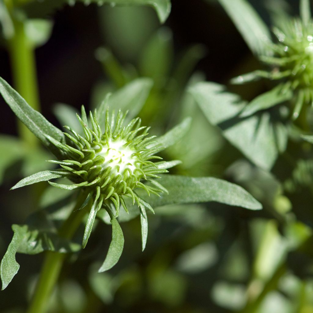 Grindelia integrifolia