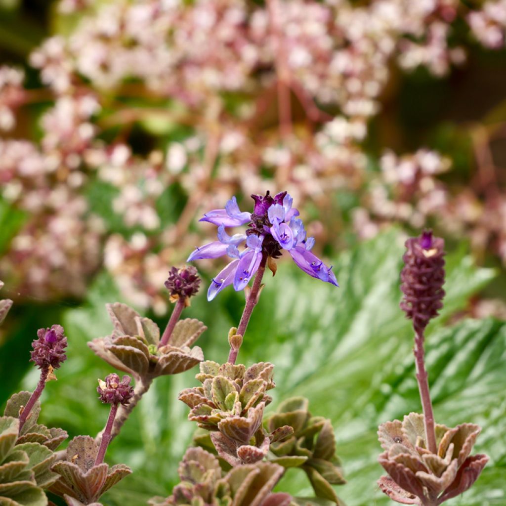 Mexikanischer Oregano - Plectranthus amboinicus