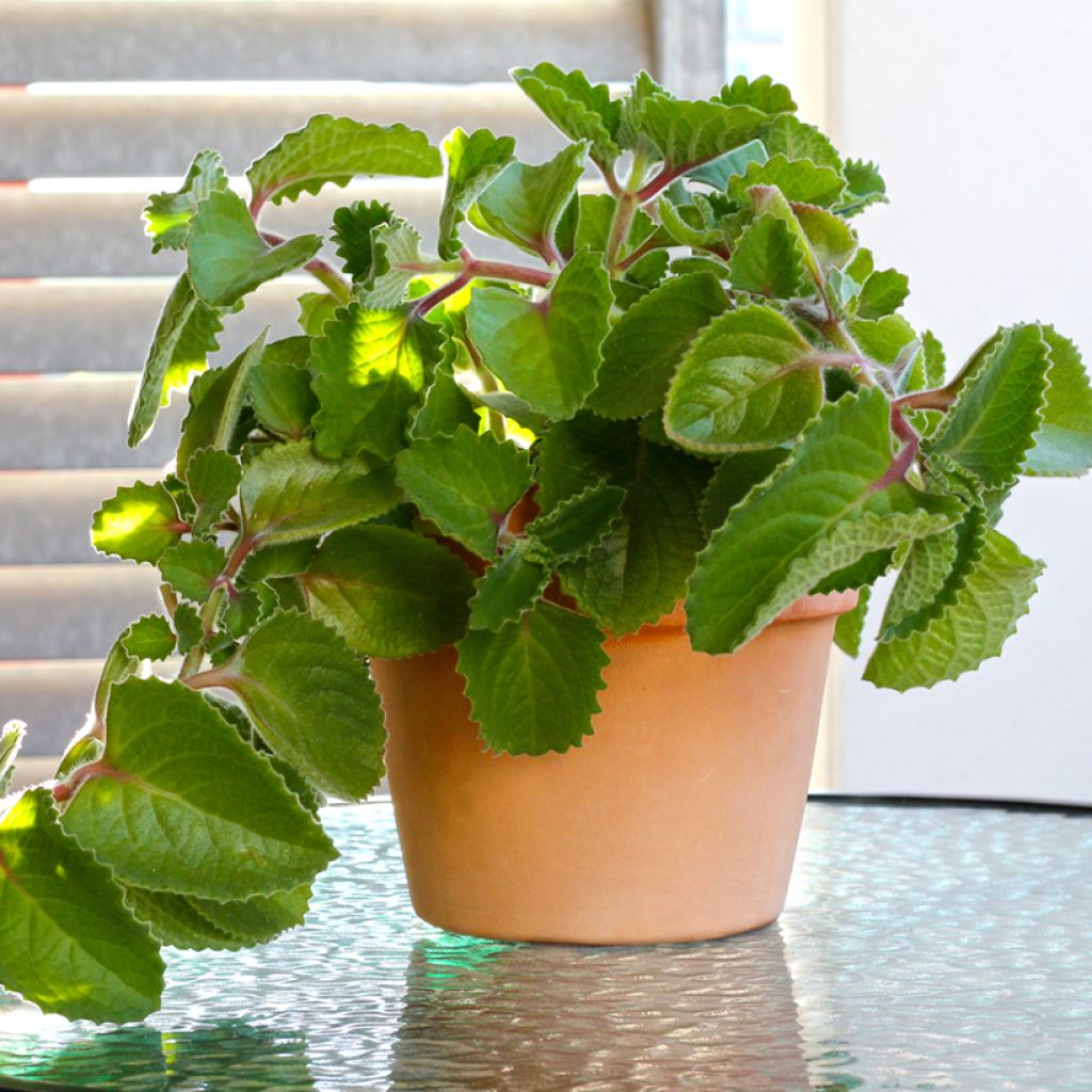 Mexikanischer Oregano - Plectranthus amboinicus