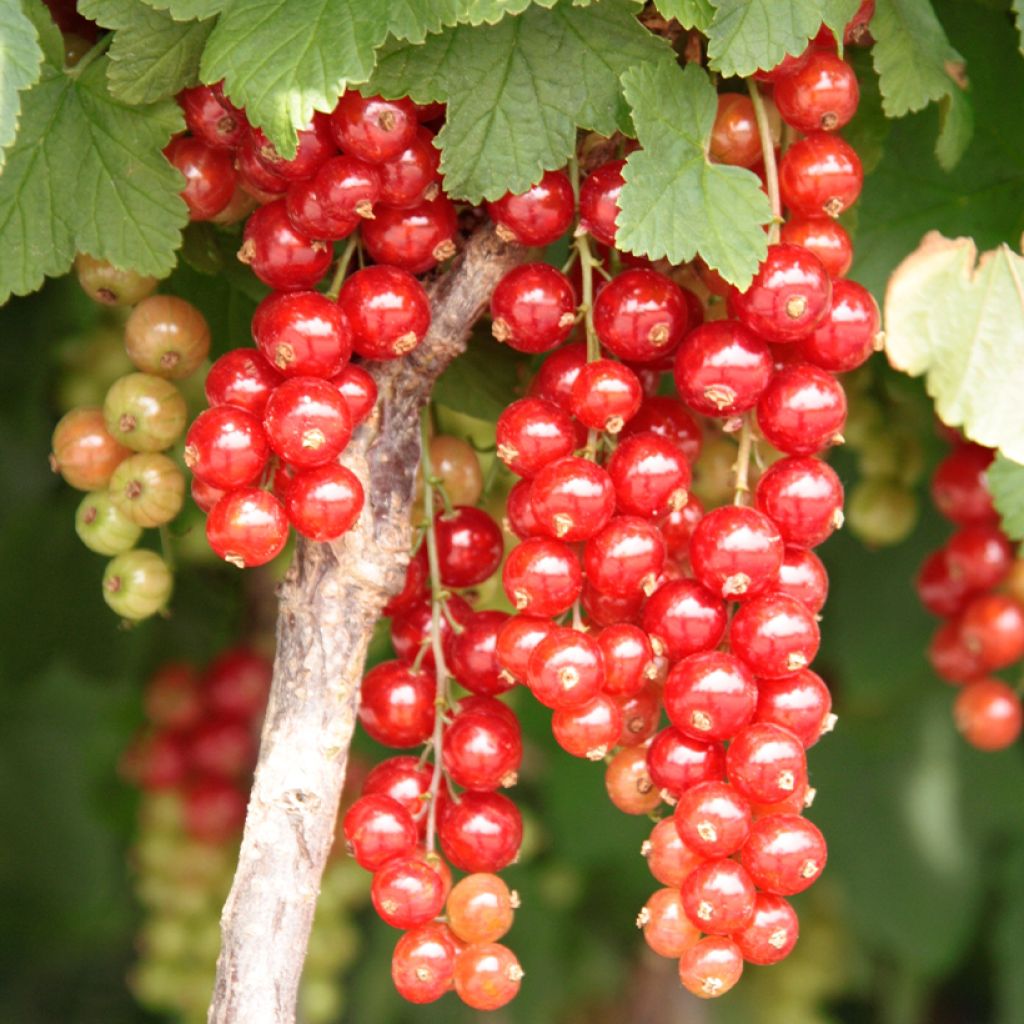 Rote Johannisbeere Jonkheer van Tets - Ribes rubrum