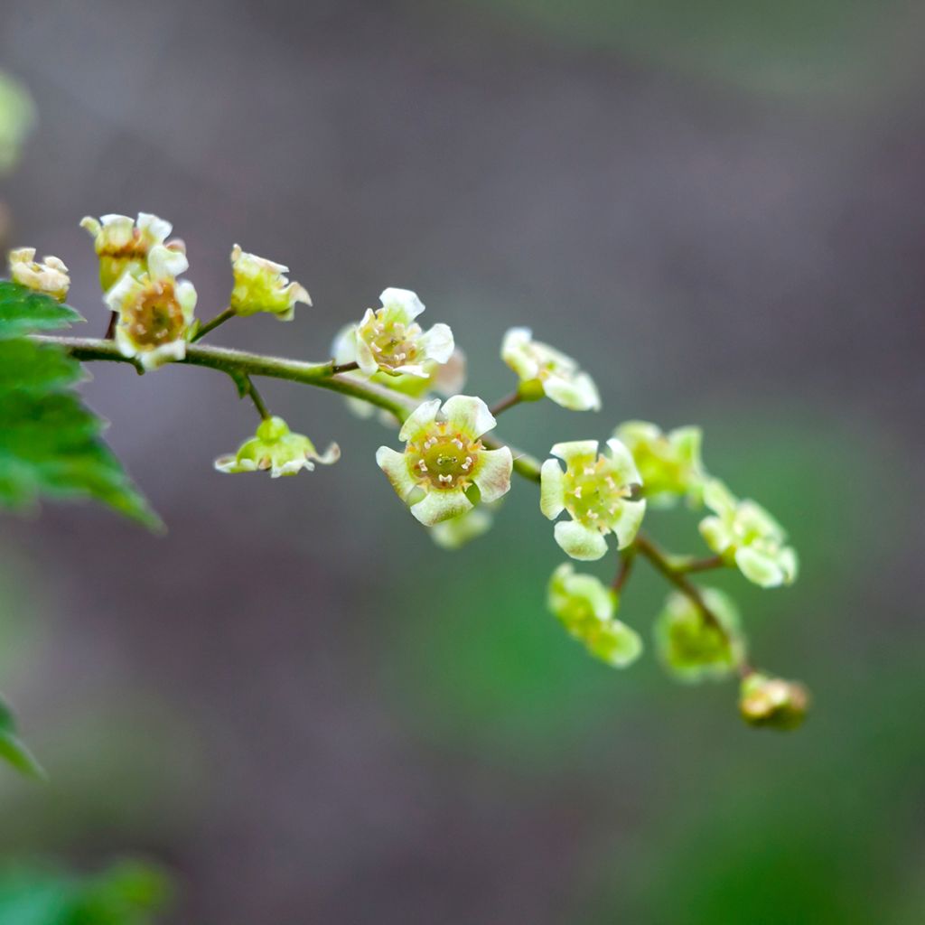 Rote Johannisbeere Jonkheer van Tets - Ribes rubrum