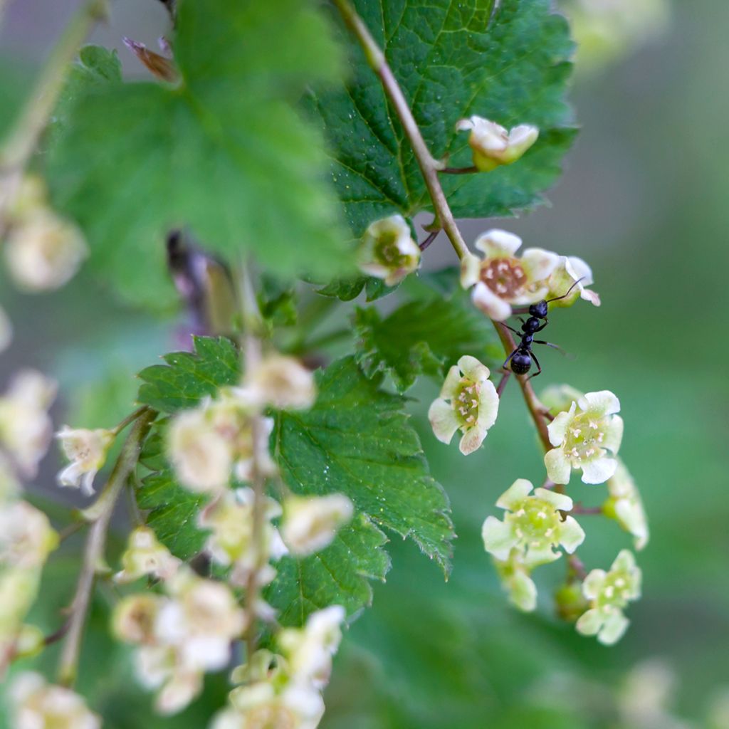 Rote Johannisbeere Jonkheer van Tets - Ribes rubrum