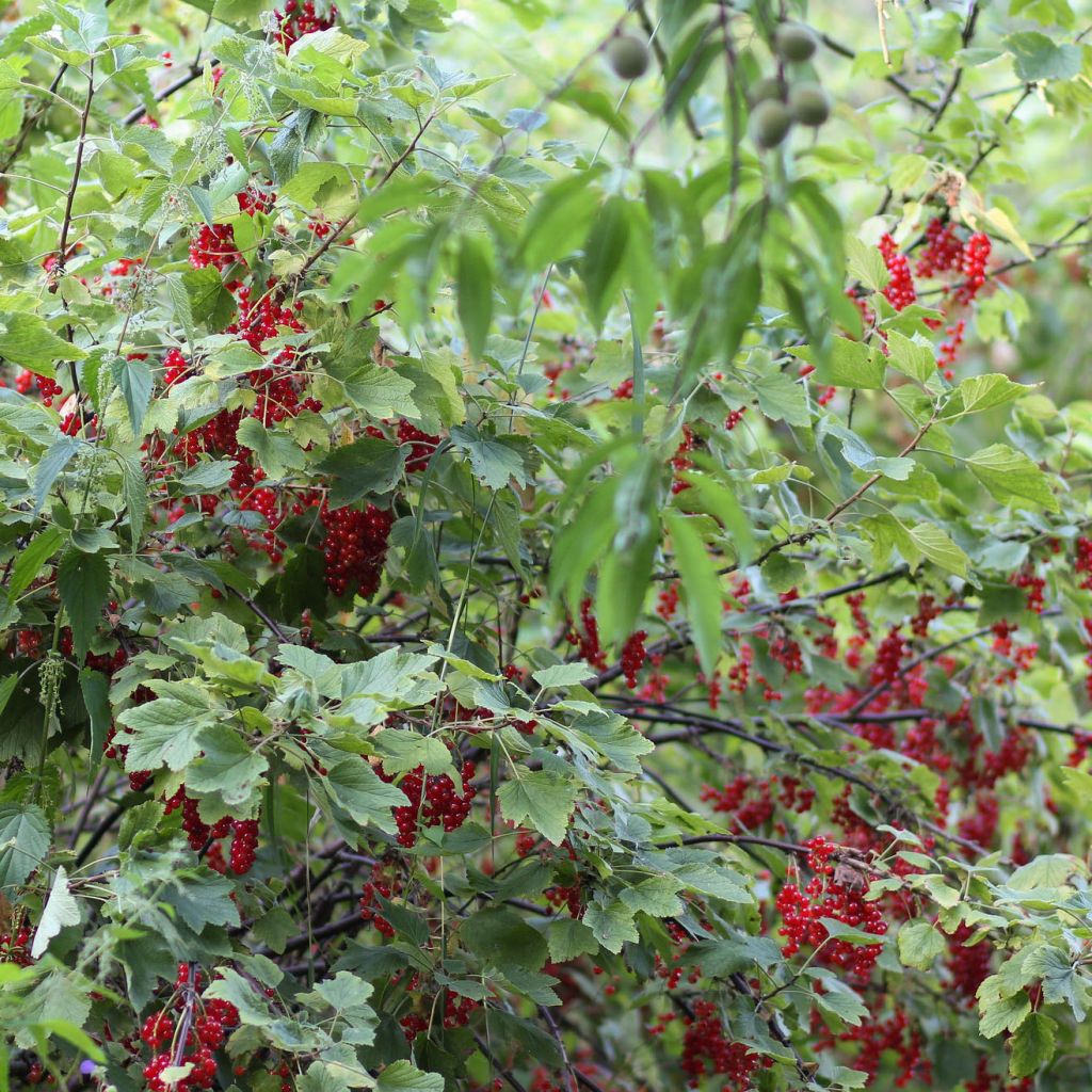 Groseillier à grappes rouges London Market - Ribes rubrum