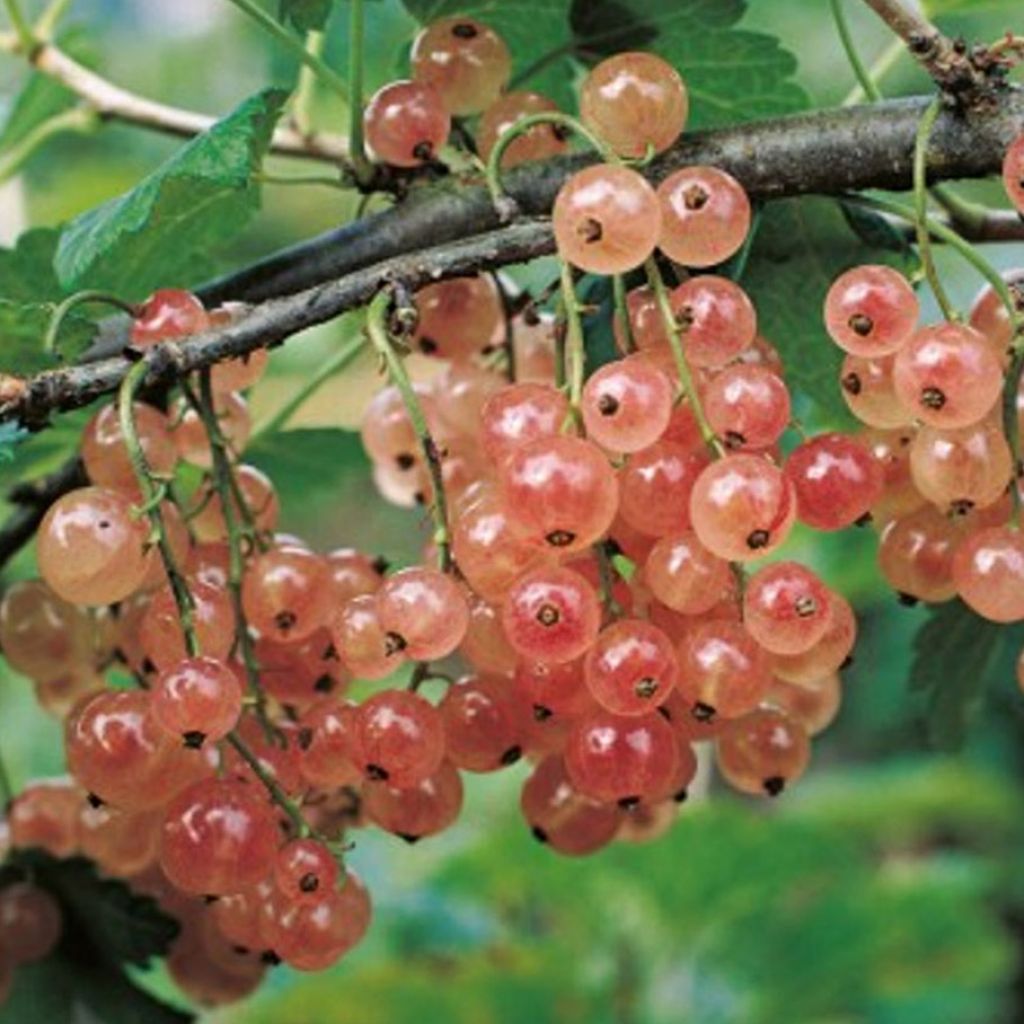 Groseillier à grappes Gloire des Sablons rose