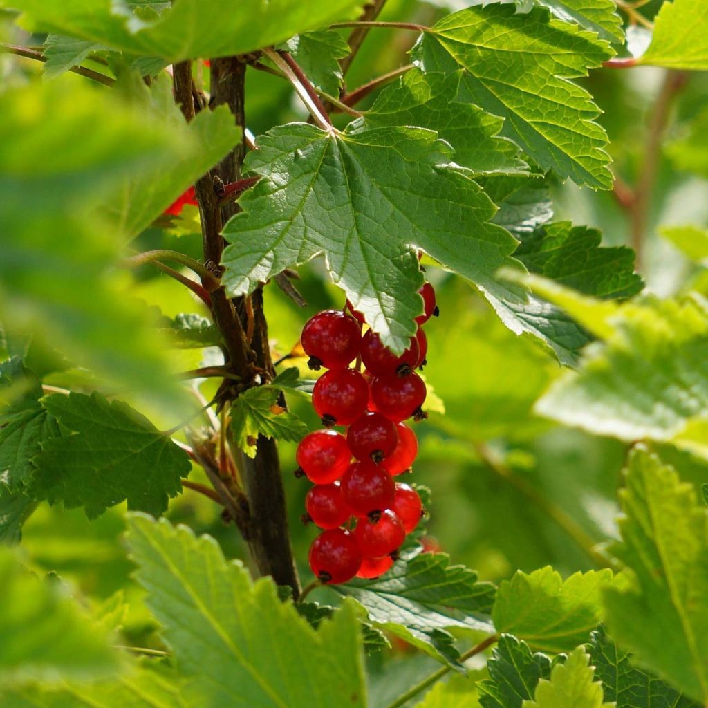 Groseillier à grappes London Market Bio en pot de 1,5L/2L