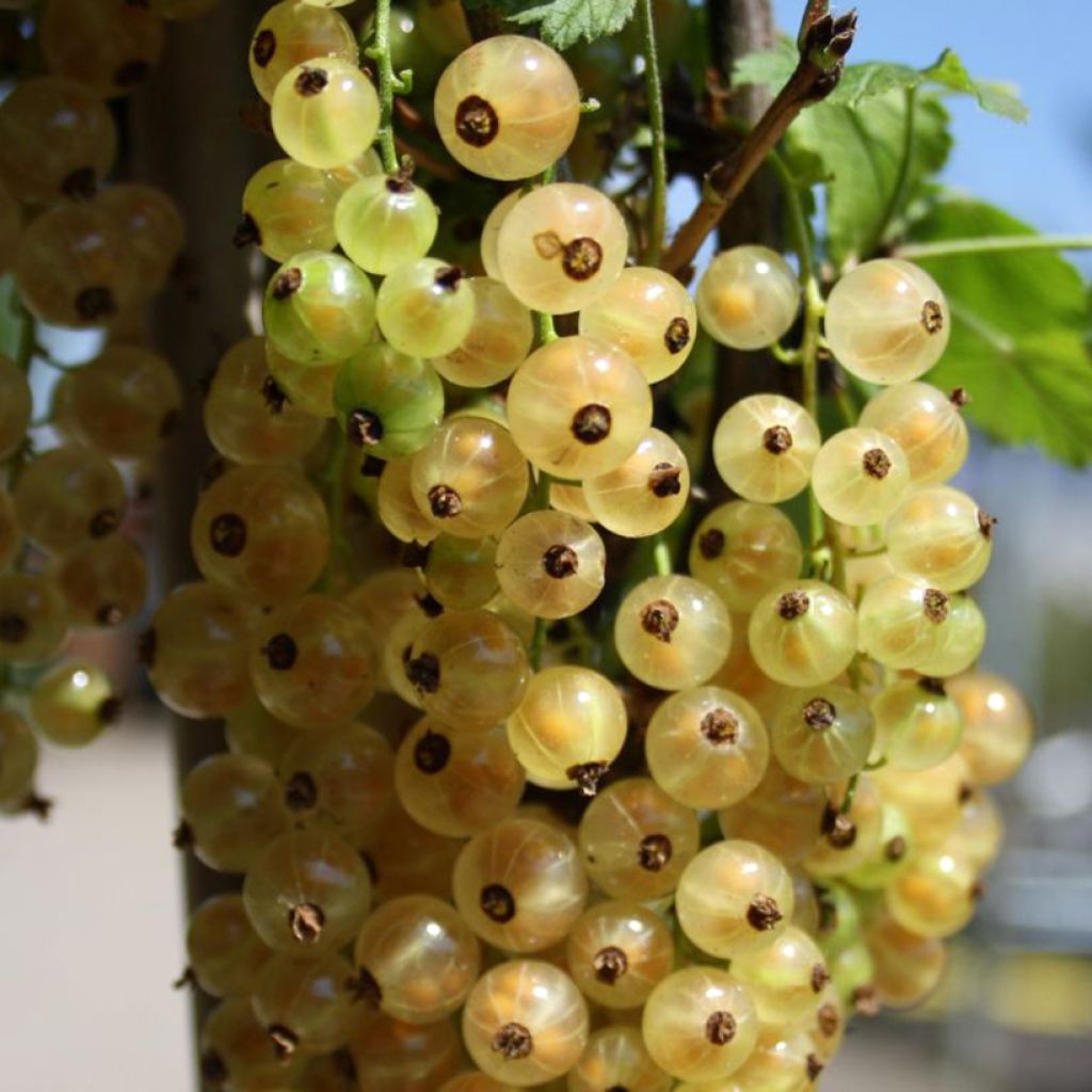 Rote Johannisbeere Weiße aus Jüterbog