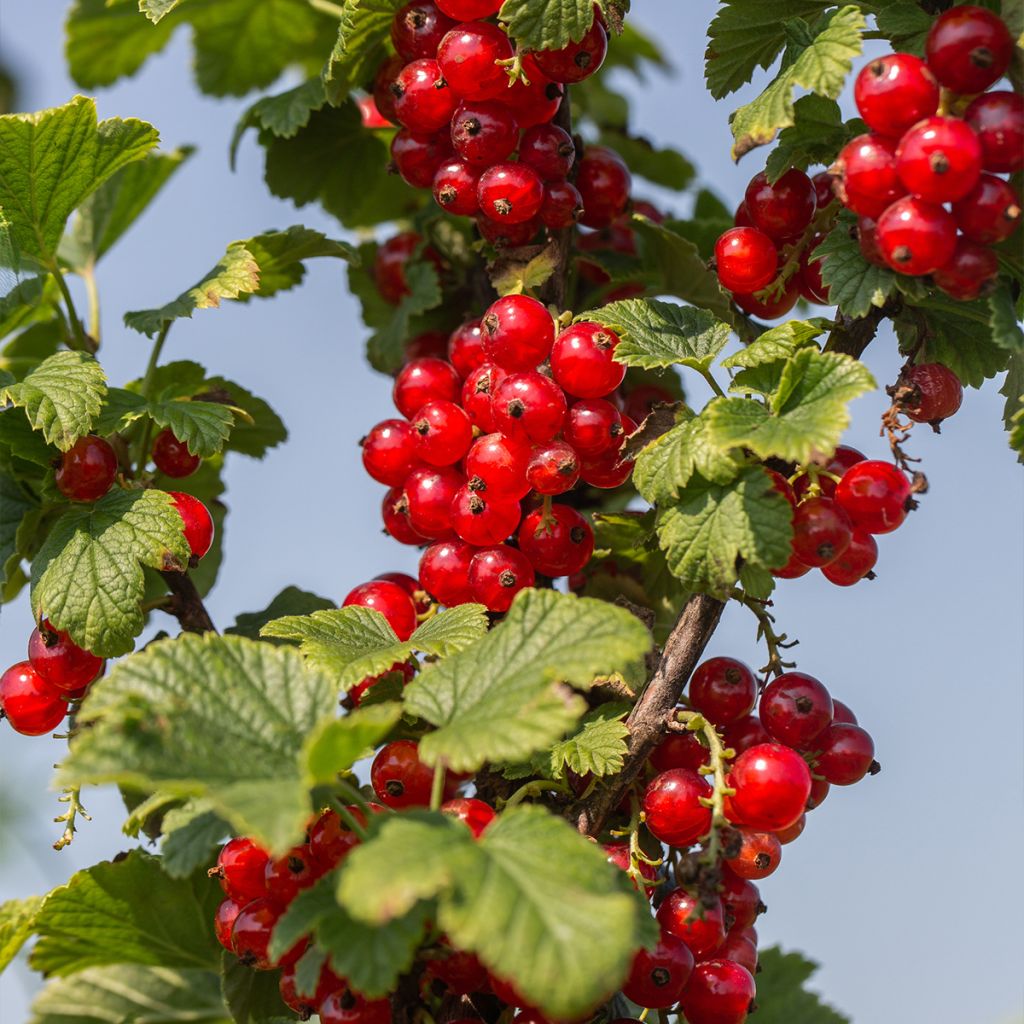 Rote Johannisbeere Delbard Giganta Bosron