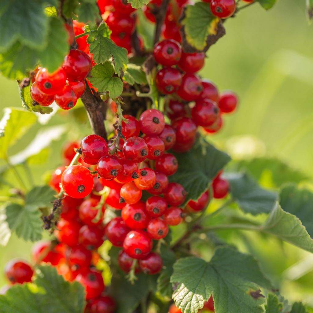 Rote Johannisbeere Première Groseille Raisin deltir