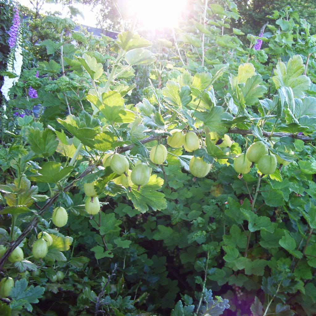 Groseillier à maquereaux Golden Drop - Ribes uva crispa