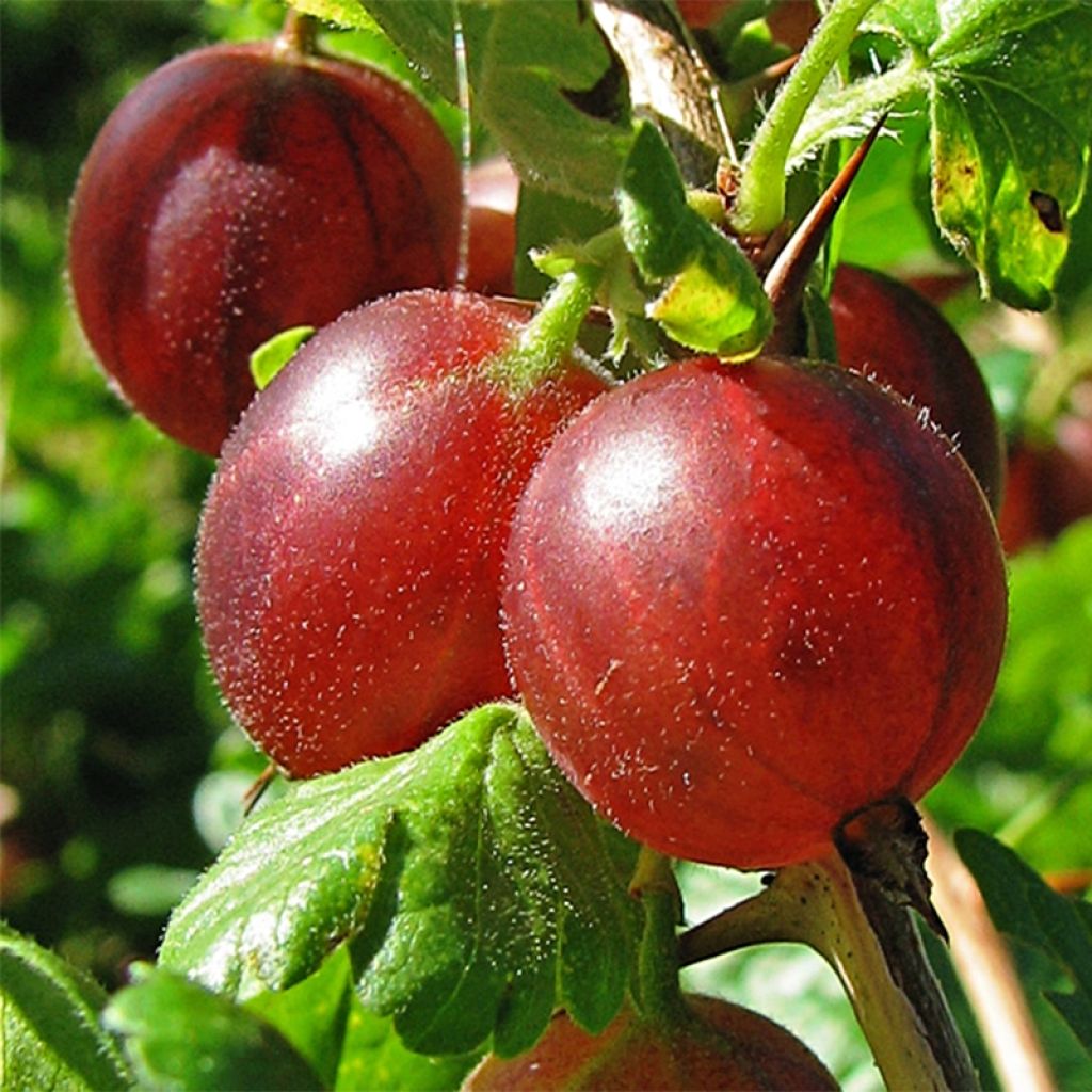 Stachelbeere Hinnönmaki Röd Bio