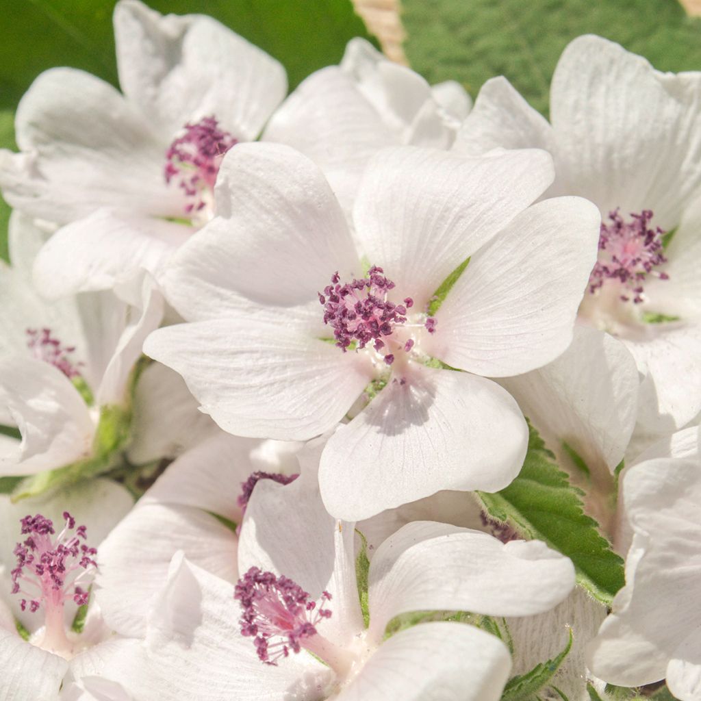 Echter Eibisch - Althaea officinalis