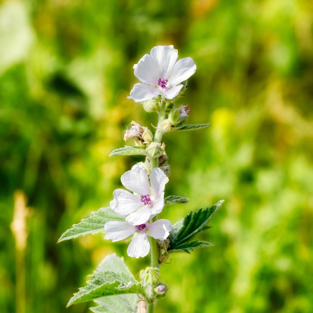 Echter Eibisch - Althaea officinalis