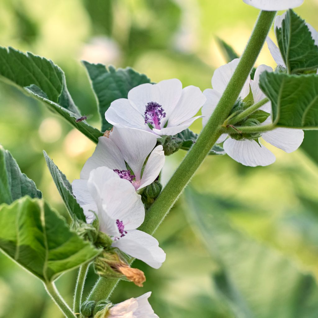 Echter Eibisch - Althaea officinalis