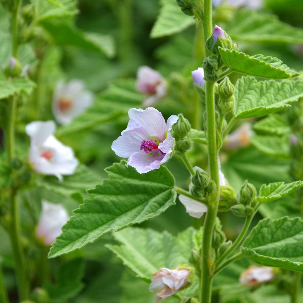 Echter Eibisch - Althaea officinalis