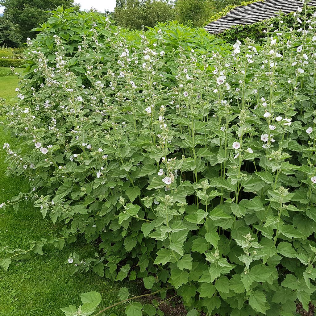 Echter Eibisch - Althaea officinalis