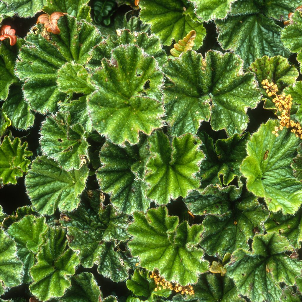 Gunnera magellanica - Riesenrhabarber