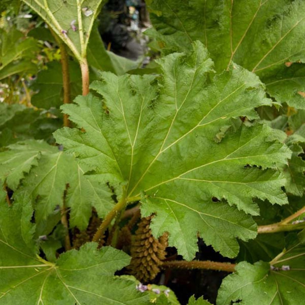 Gunnera manicata - Riesenrhabarber