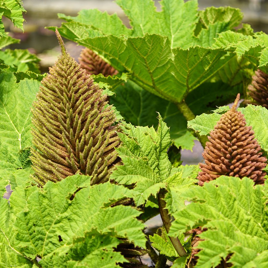 Gunnera manicata - Riesenrhabarber