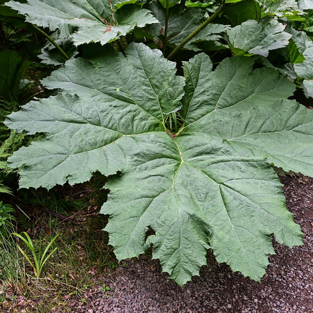 Gunnera manicata - Riesenrhabarber