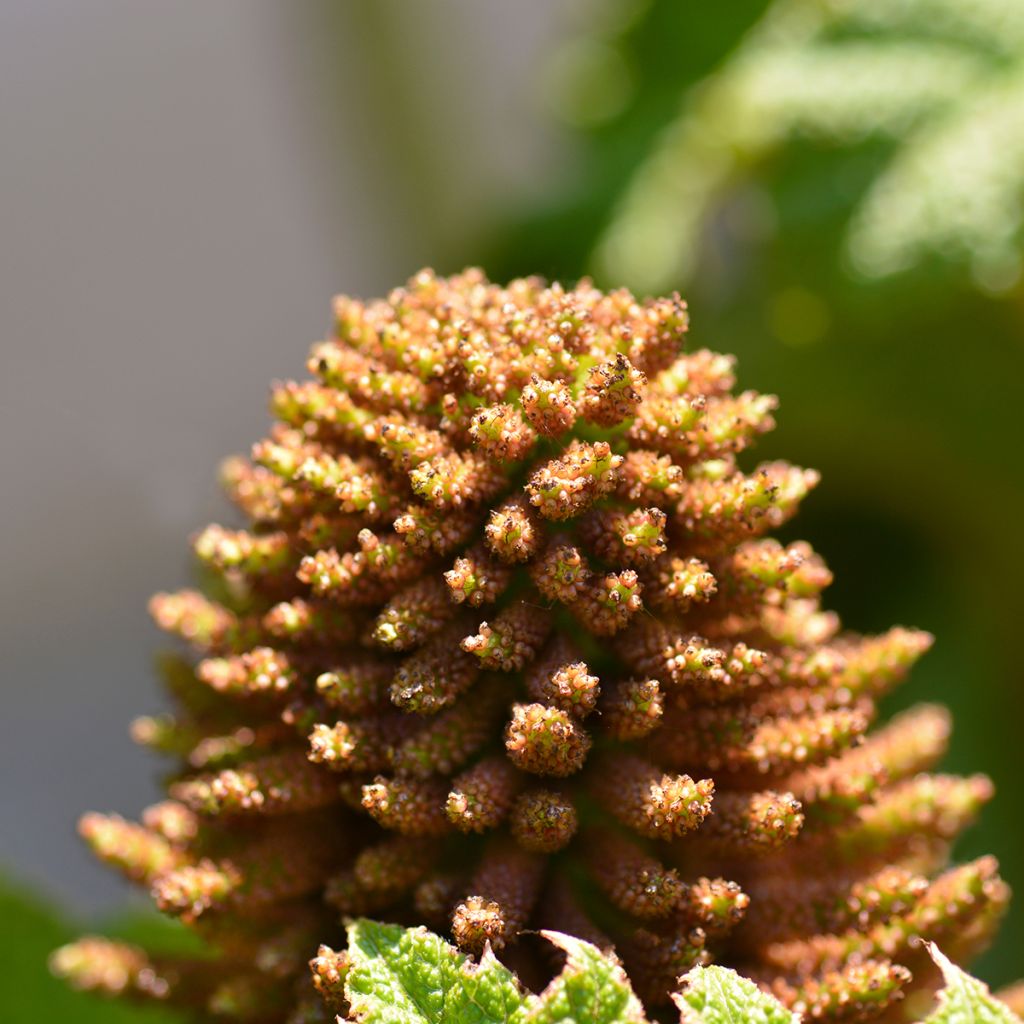 Gunnera manicata - Riesenrhabarber