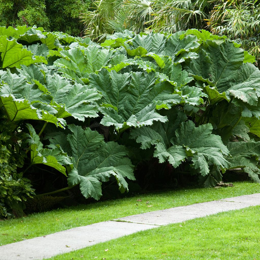 Gunnera manicata - Riesenrhabarber