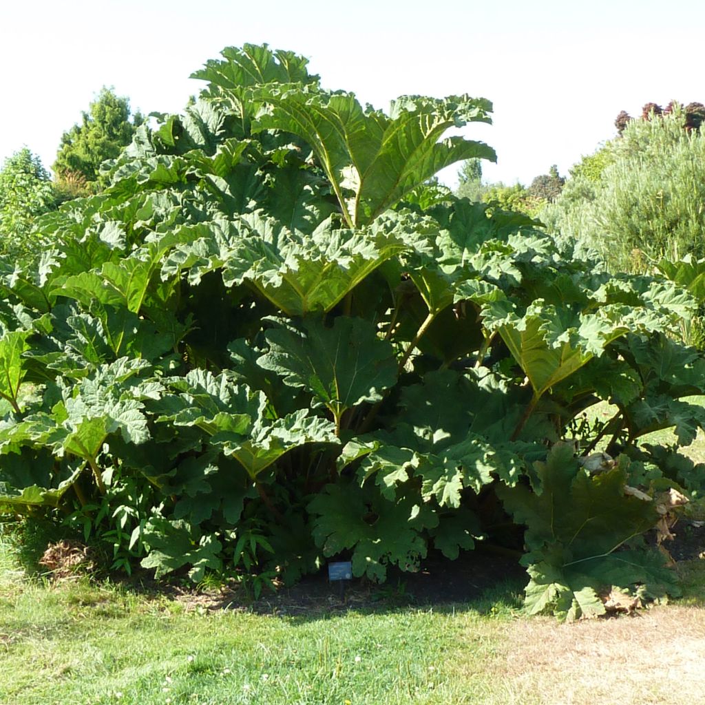 Gunnera tinctoria - Riesenrhabarber