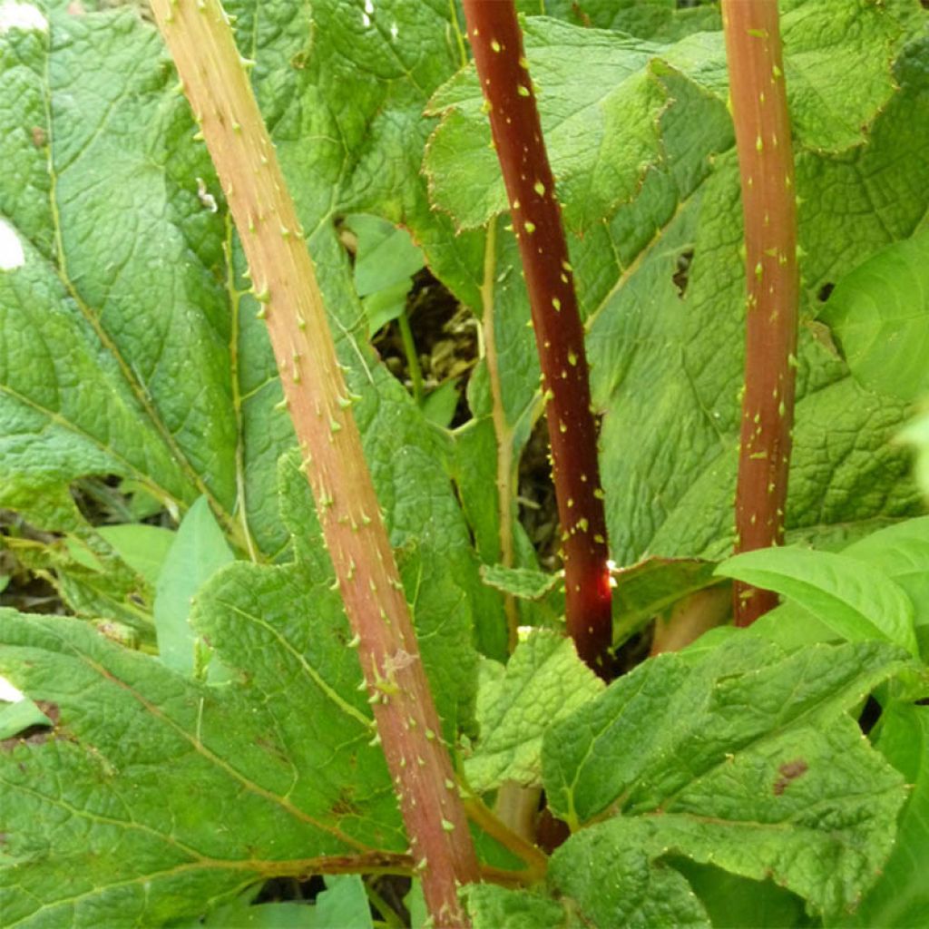 Gunnera tinctoria