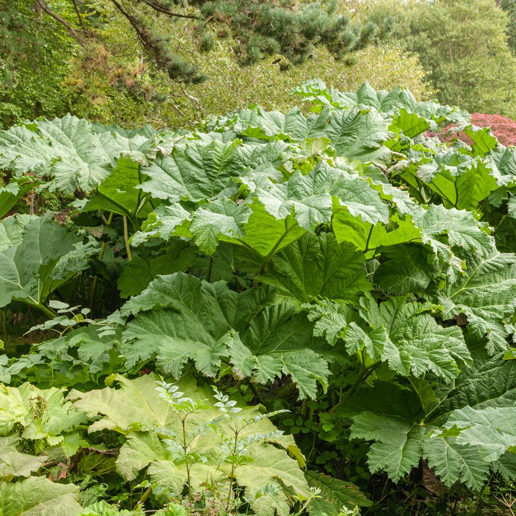 Gunnera tinctoria - Riesenrhabarber