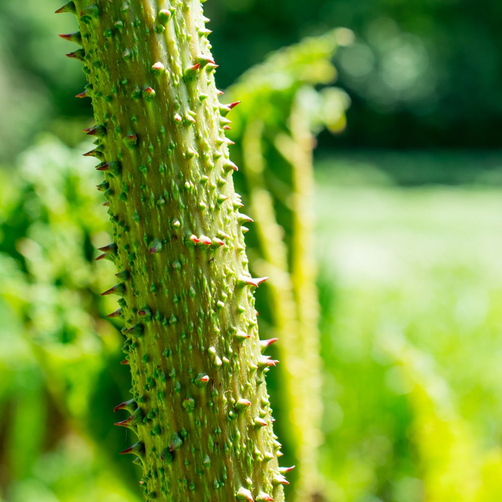 Gunnera tinctoria - Riesenrhabarber