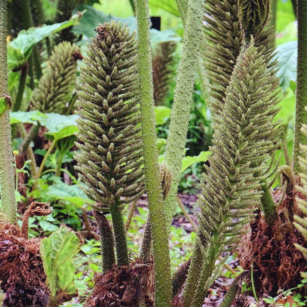 Gunnera tinctoria - Riesenrhabarber