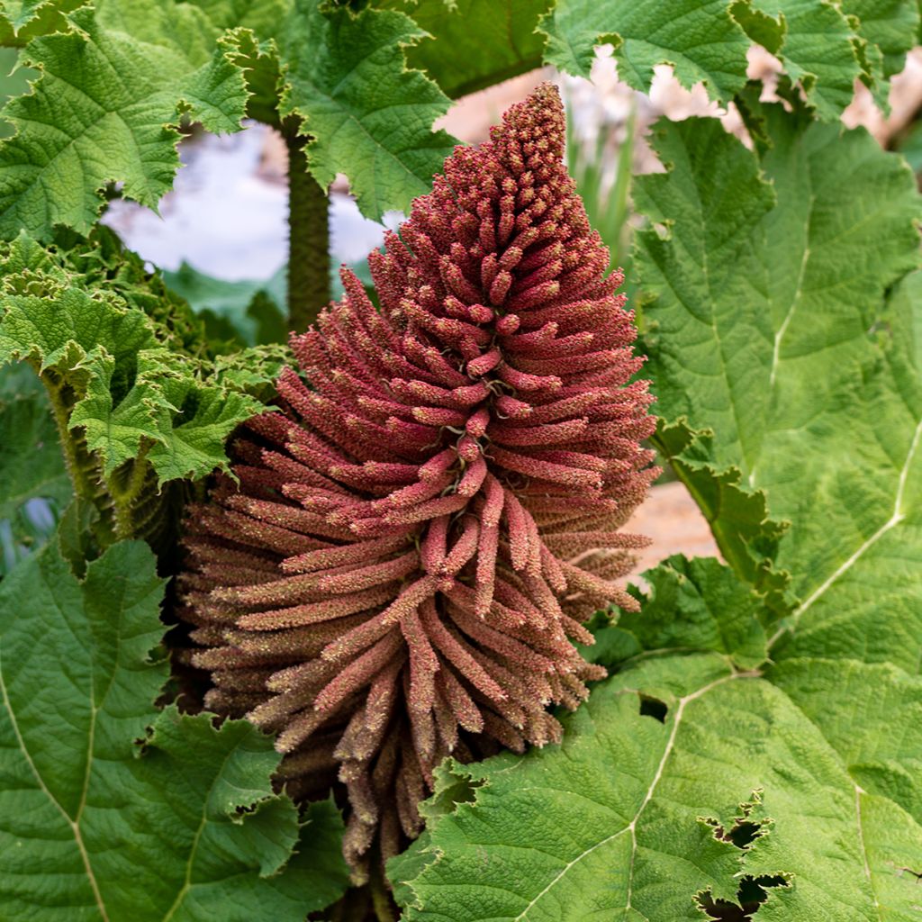 Gunnera tinctoria - Riesenrhabarber