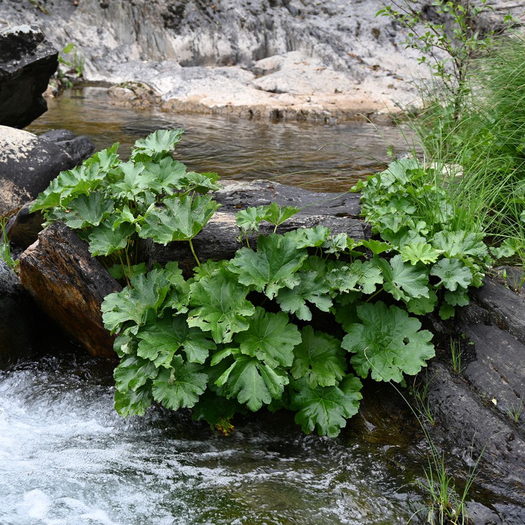 Gunnera tinctoria - Riesenrhabarber