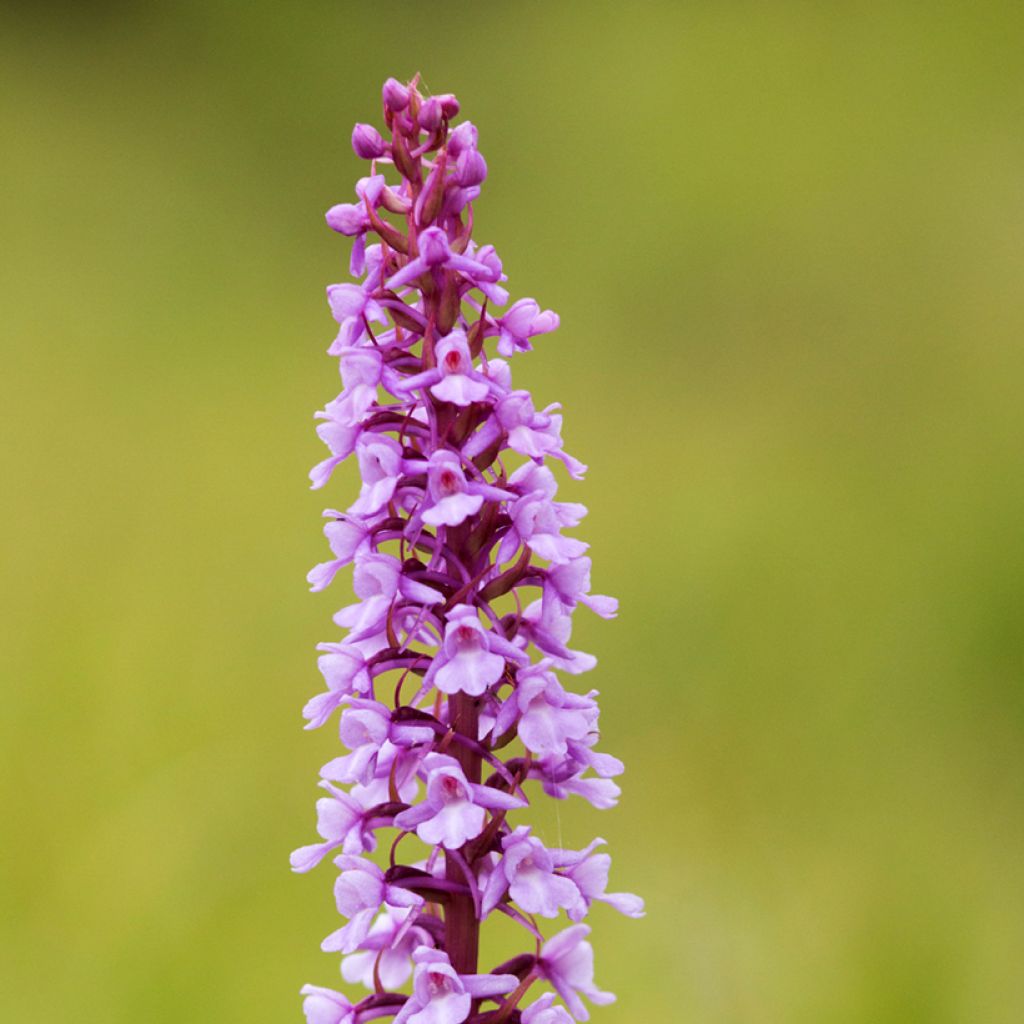 Gymnadenia conopsea - Mücken-Händelwurz