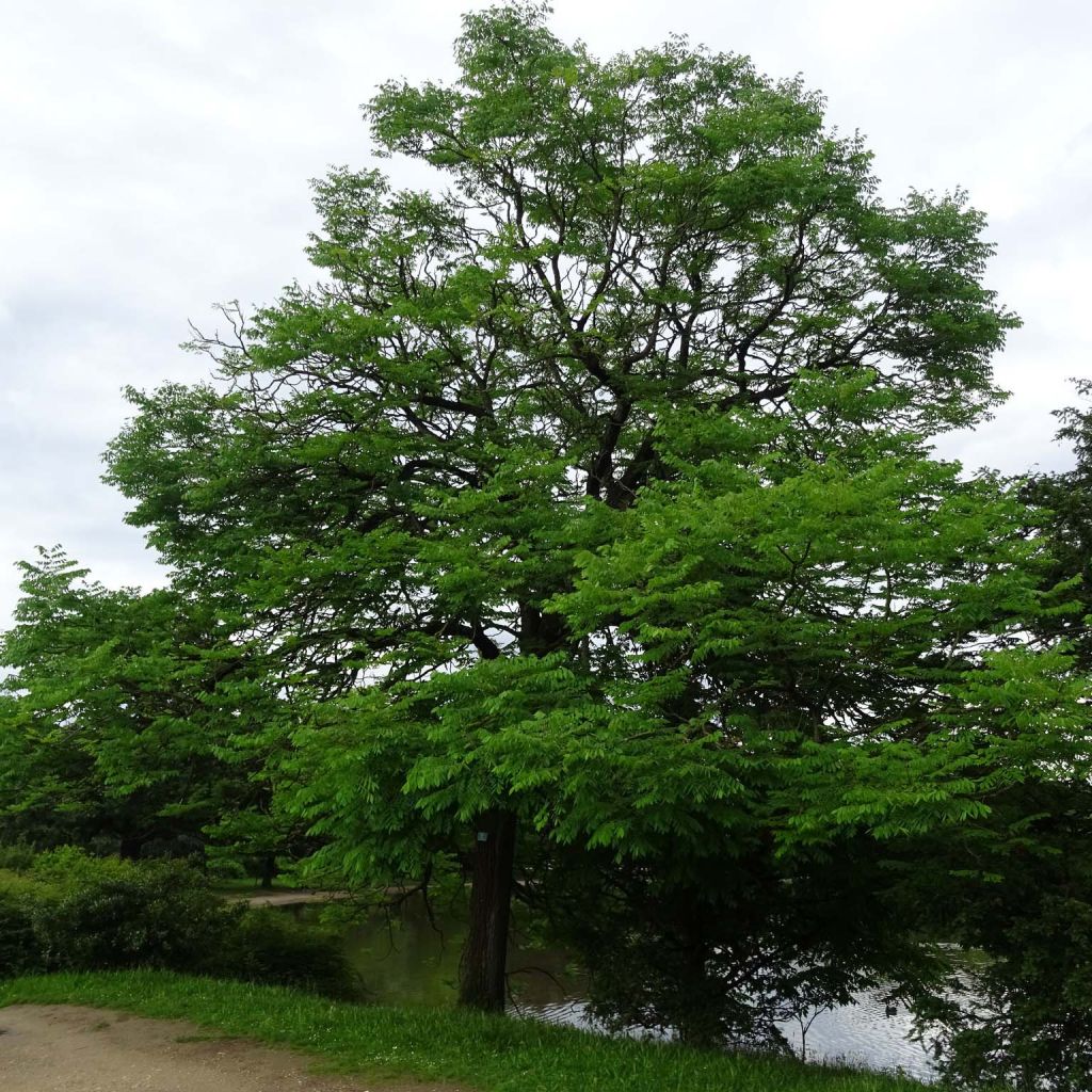 Gymnocladus dioica - Geweihbaum