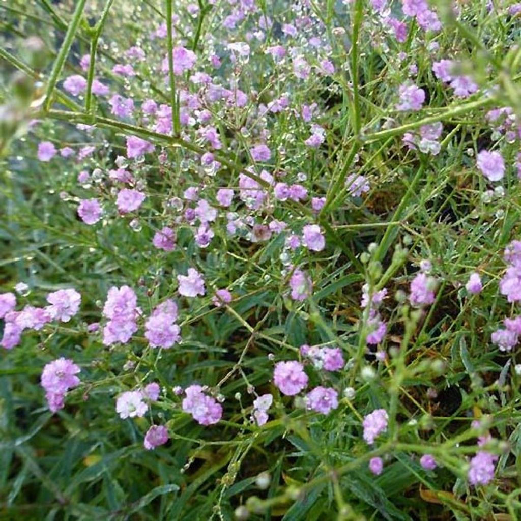 Rispiges Gipskraut Festival Pink - Gypsophila paniculata