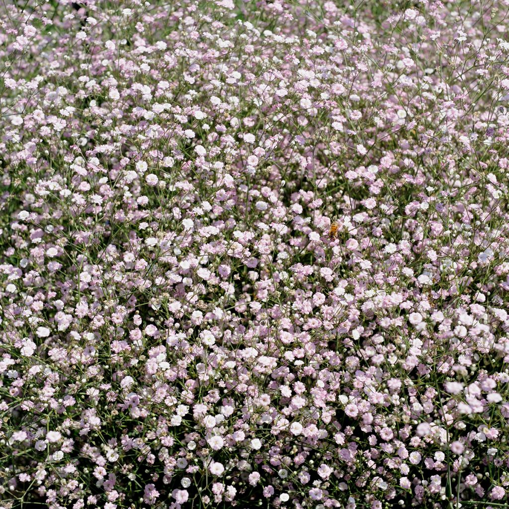 Rispiges Gipskraut Rosenschleier - Gypsophila paniculata