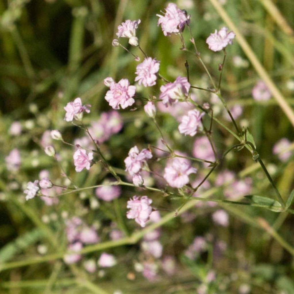 Rispiges Gipskraut Flamingo - Gypsophila paniculata