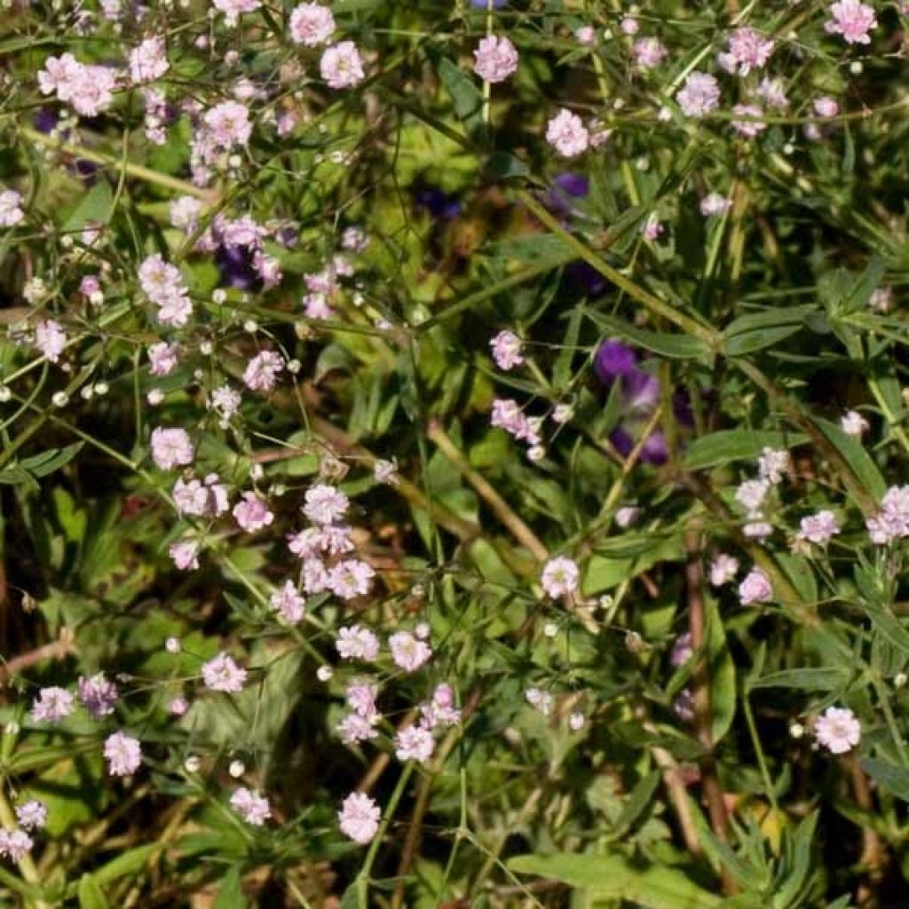 Gypsophila paniculata flamingo