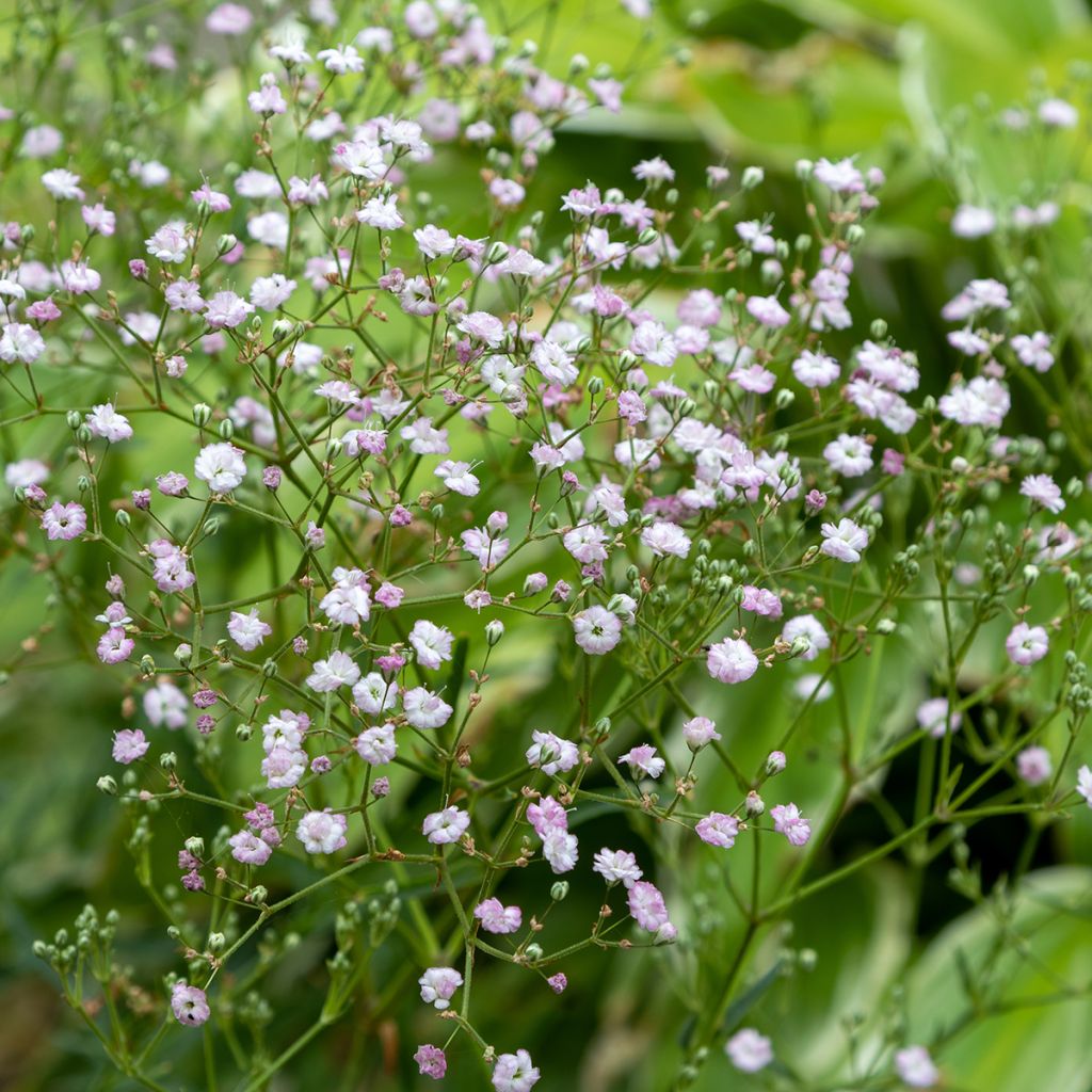 Rispiges Gipskraut Flamingo - Gypsophila paniculata