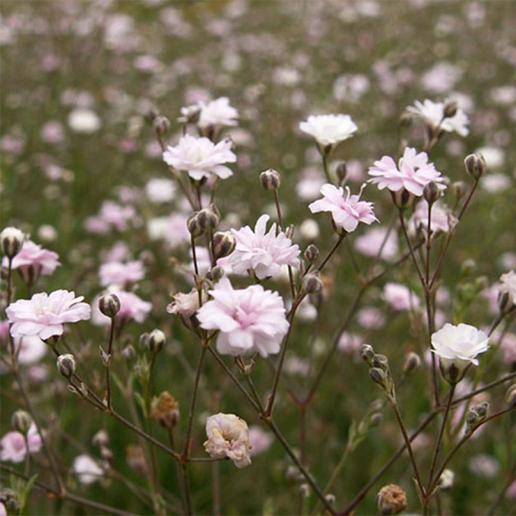 Kriechendes Gipskraut Rosa Schönheit - Gypsophila repens