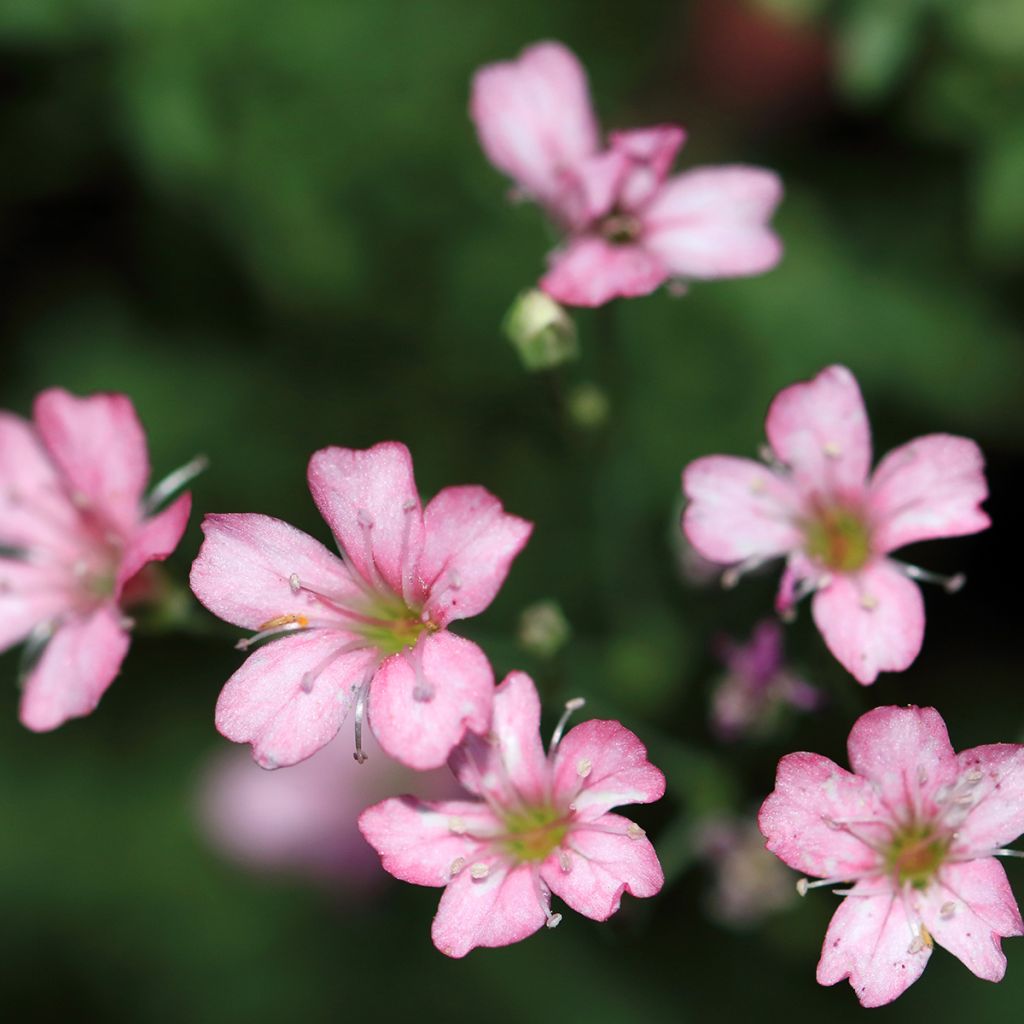 Kriechendes Gipskraut Rosa Schönheit - Gypsophila repens