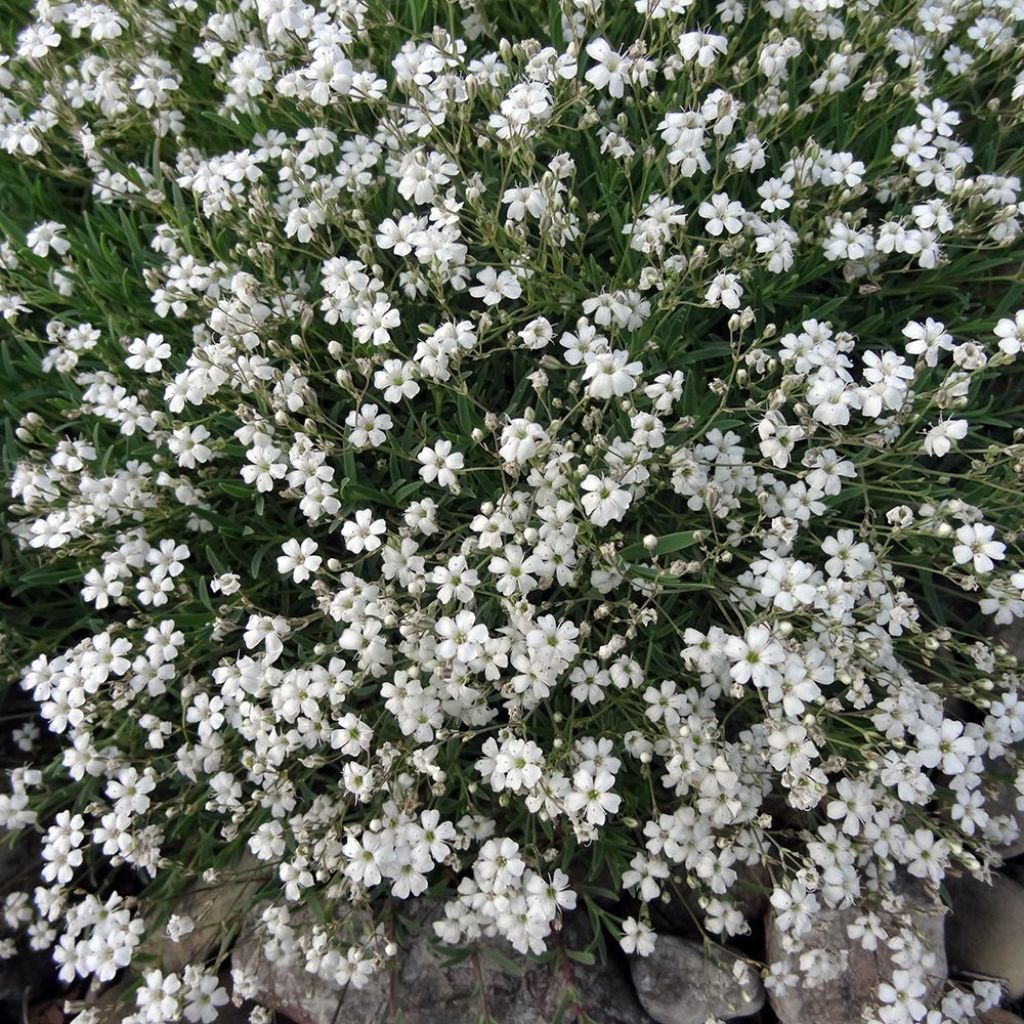 Kriechendes Gipskraut White Angel - Gypsophila repens