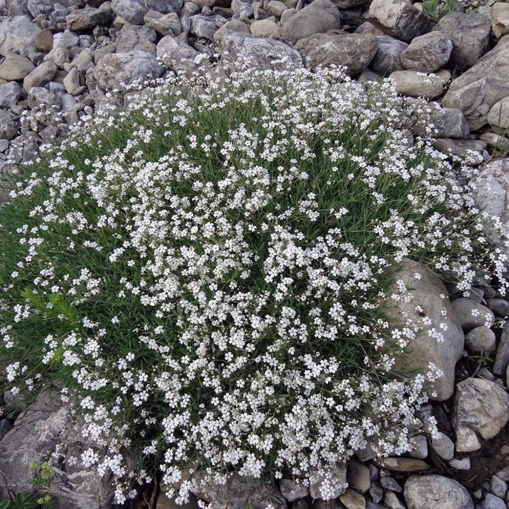 Gypsophile rampant White Angel - Gypsophila repens