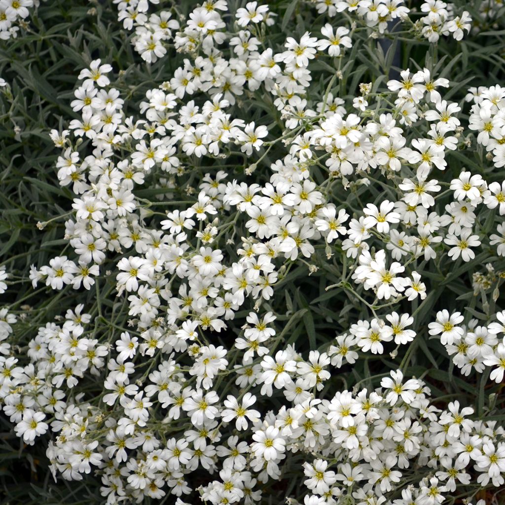 Kriechendes Gipskraut Alba - Gypsophila repens