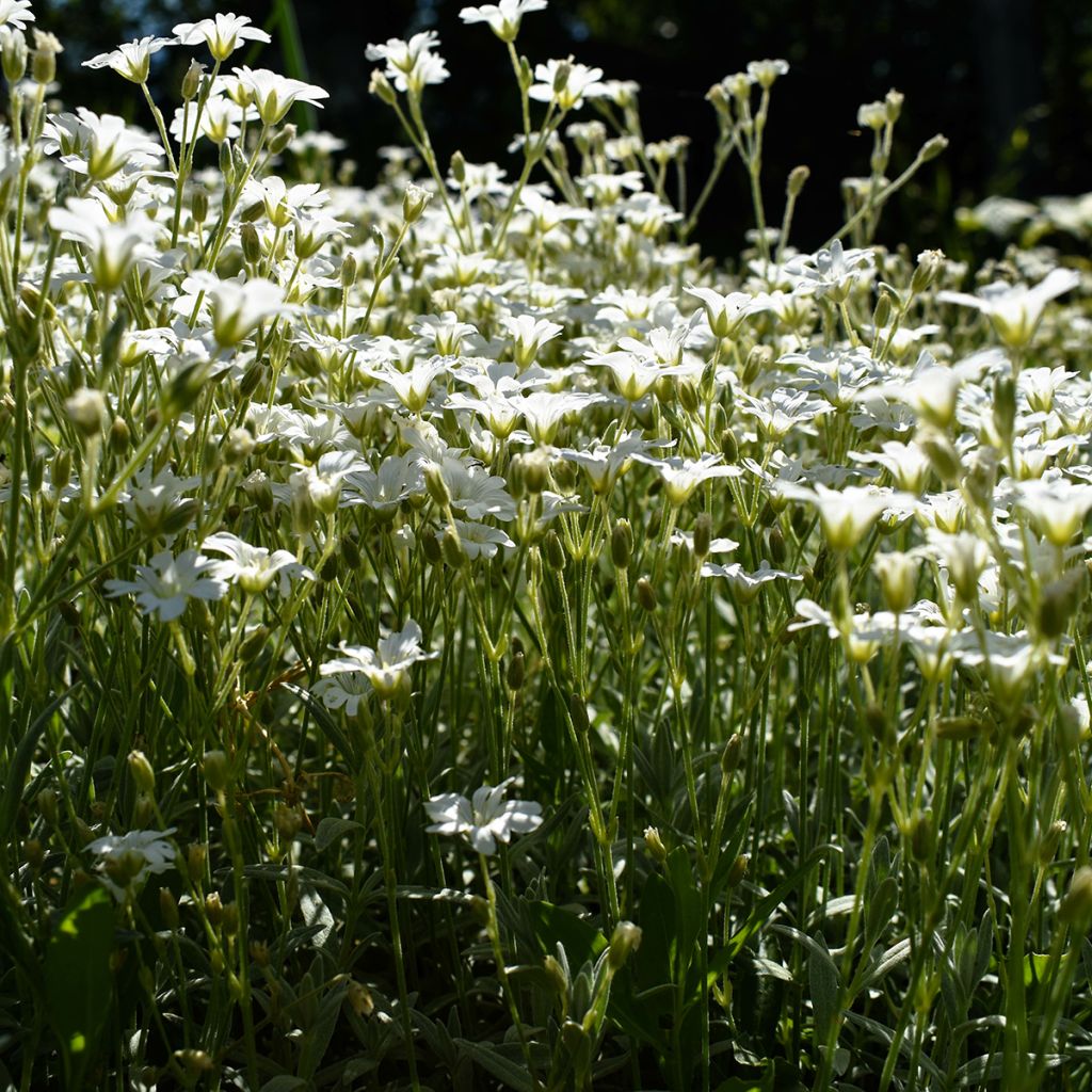 Kriechendes Gipskraut Alba - Gypsophila repens